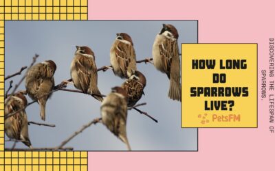 Sparrow Lifespan: How Long Do Sparrows Live?